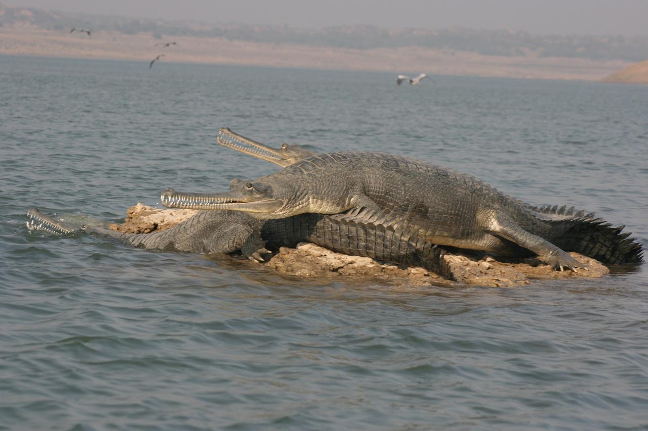 Mela Kothi - The Chambal Safari Lodge Bāh Екстериор снимка
