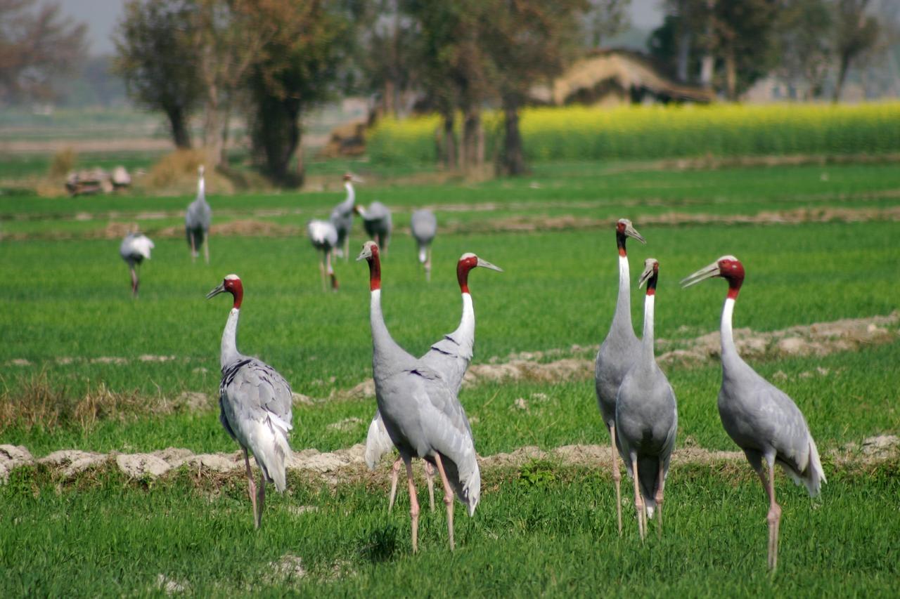 Mela Kothi - The Chambal Safari Lodge Bāh Екстериор снимка