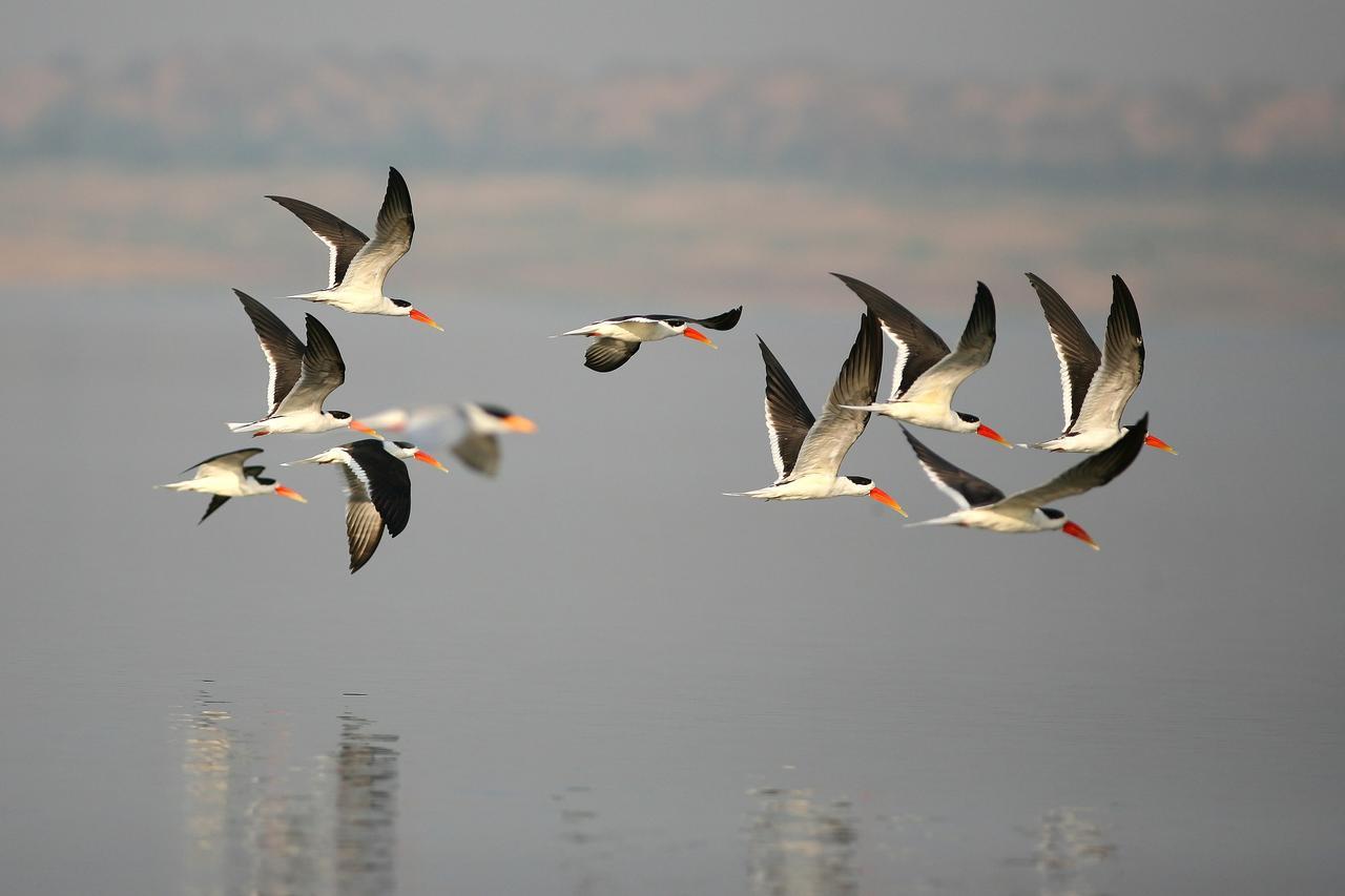Mela Kothi - The Chambal Safari Lodge Bāh Екстериор снимка